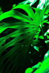Obraz na płótnie Canvas Adam's rib. Very green plant with dark background