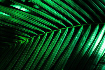 Kentia leaf very green and dark 