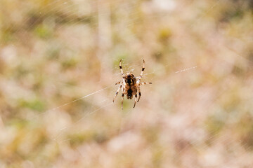 spider on the web