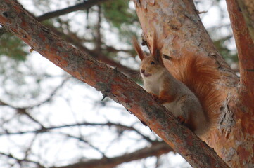 squirrel in a winter coat sits on a pine branch in city park in winter day