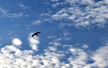 Black bird crow flies in the sky with clouds