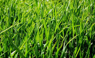 Green grass close-up in Sunny weather, natural background