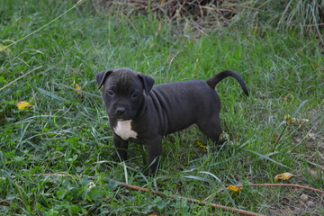 CHIOT AMSTAFF - STAFFORDSHIRE TERRIER AMERICAIN