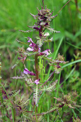 pedicularis