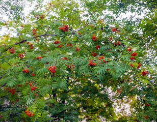 The Rowan tree with clusters of fruit