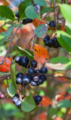 Bunches of black chokeberry with leaves in autumn