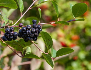 Bunches of black chokeberry with leaves in autumn