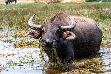 Wasserbüffel in Cambodia - 359677204