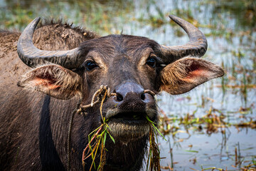 Wasserbüffel in Cambodia - 359677238