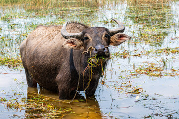 Wasserbüffel in Cambodia - 359677273