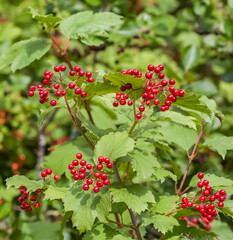 Obraz premium Bunches of viburnum on the branches against the foliage in summer