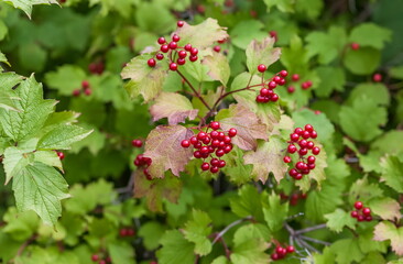 Bunches of viburnum on the branches against the foliage in summer