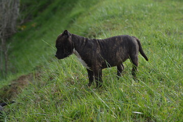 CHIOT AMSTAFF - STAFFORDSHIRE TERRIER AMERICAIN