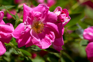 Naklejka na ściany i meble The Canadian rose bloomed under the summer sun
