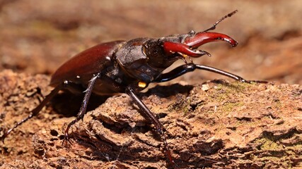 Männlicher Hirschkäfer (Lucanus cervus)