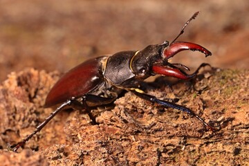 Männlicher Hirschkäfer (Lucanus cervus)