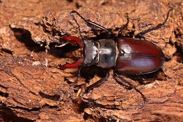 Männlicher Hirschkäfer (Lucanus cervus)