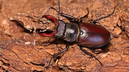 Männlicher Hirschkäfer (Lucanus cervus)
