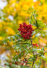 Obraz premium Red bunch of Rowan on a branch on a background of yellow foliage in autumn