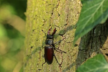 Männlicher Hirschkäfer (Lucanus cervus)