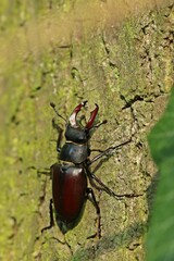 Männlicher Hirschkäfer (Lucanus cervus)