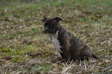 CHIOT AMSTAFF - STAFFORDSHIRE TERRIER AMERICAIN