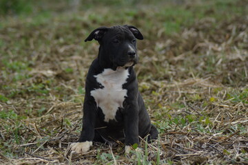 CHIOT AMSTAFF - STAFFORDSHIRE TERRIER AMERICAIN