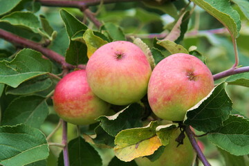 Red-green apples on a branch close-up in the garden in summer