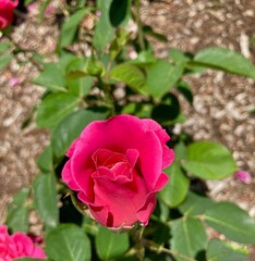 hot pink rose in the garden