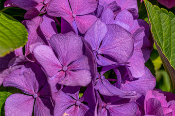 Pink hydrangea. Summer green garden. Bright pink color. Macro.