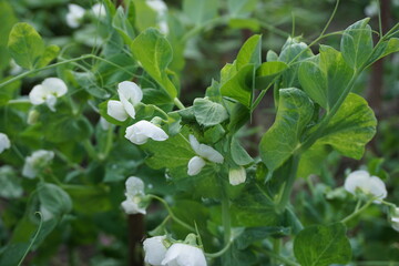 Kwitnący groszek zielony cukrowy iłówiecki białe kwiaty