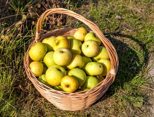 Wicker basket with yellow apples closeup on green grass background in summer