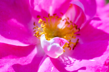 The Canadian rose bloomed under the summer sun