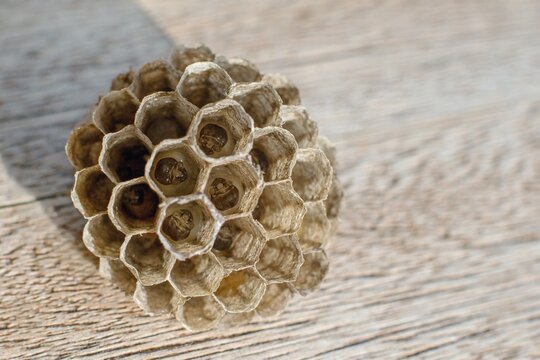 European paper wasp nest with larvas  - Polistes dominula