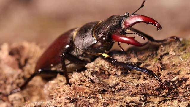 M&auml;nnlicher Hirschk&auml;fer (Lucanus cervus) putzt seinen F&uuml;hler