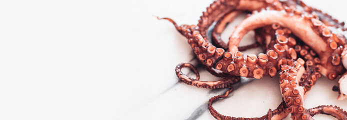Close up picture of an octopus on a marble table. White space for design or text