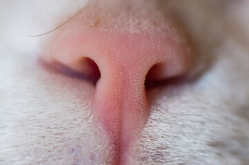 cat's nose closeup