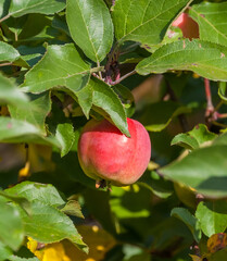 Apples on a branch in autumn