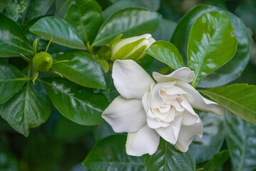 Obraz na płótnie Canvas White jasmine, green leaves blooming, with 3 flowers