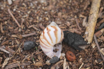 caramujo, concha, snail shell