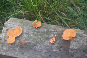 cogumelos, mushrooms