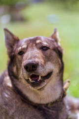 A fragment of the muzzle of a dog of the West Laika (a related breed of husky) with a long narrow nose. Frontal view, close-up, narrow focus.