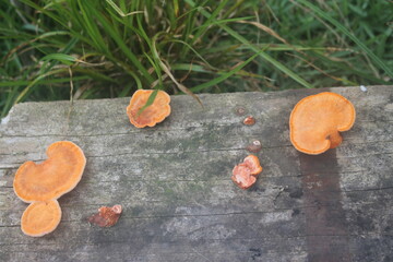 cogumelos, mushrooms