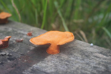 cogumelos 
mushrooms