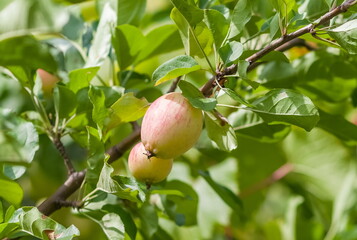 Apples on the branches on the background of greenery in summer