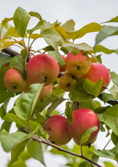 Apples on the branches on the background of greenery in summer