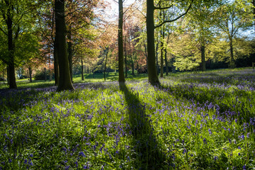 Sun shining through a green forest of tall trees, creating long shadows on the floor which is covered in bluebells