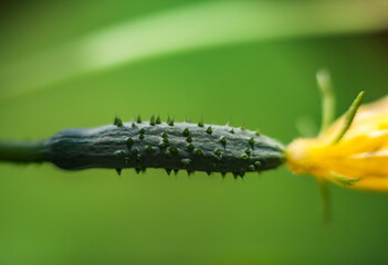 Flowers, buds, fruits and leaves of cucumbers