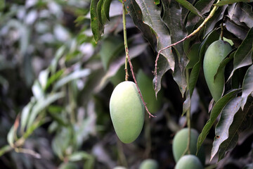 Fresh Green Mango hanging on mango tree
