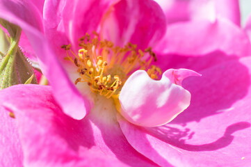 The Canadian rose bloomed under the summer sun